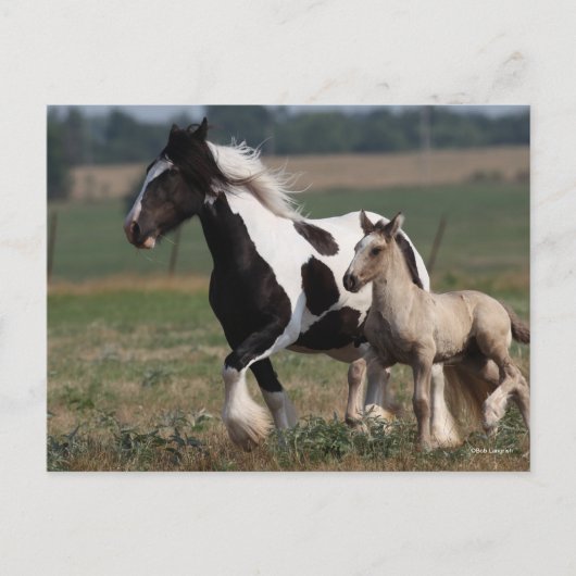 Bob Langrish | Gypsy Vanner Mare and Foal Running ポストカード (正面)