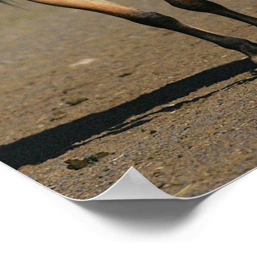 Bob Langrish Kiger Mustang Mare and Foal Standing ポスター (角)