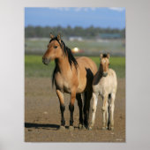 Bob Langrish Kiger Mustang Mare and Foal Standing ポスター (正面)