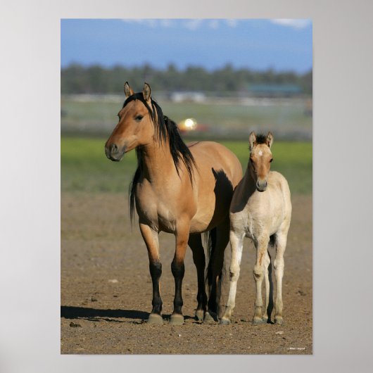 Bob Langrish Kiger Mustang Mare and Foal Standing ポスター (正面)