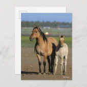 Bob Langrish Kiger Mustang Mare and Foal Standing ポストカード (正面/裏面)