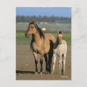 Bob Langrish Kiger Mustang Mare and Foal Standing ポストカード (正面)
