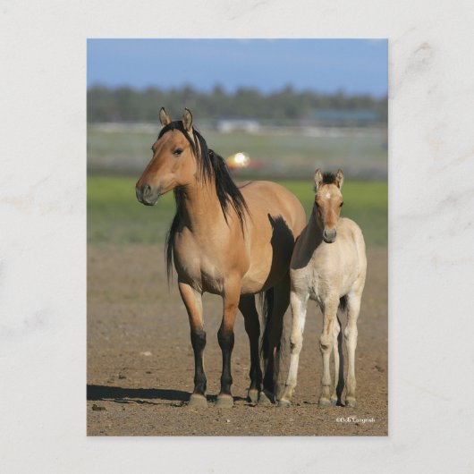 Bob Langrish Kiger Mustang Mare and Foal Standing ポストカード (正面)