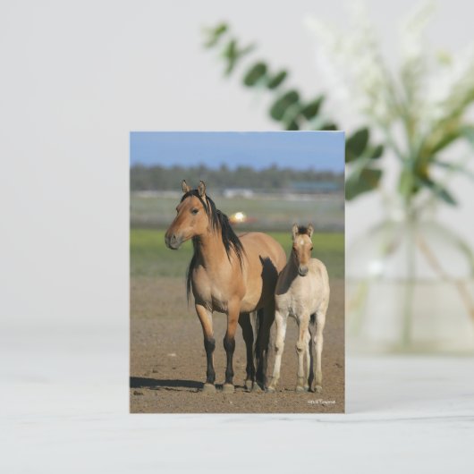 Bob Langrish Kiger Mustang Mare and Foal Standing ポストカード (スタンド正面)