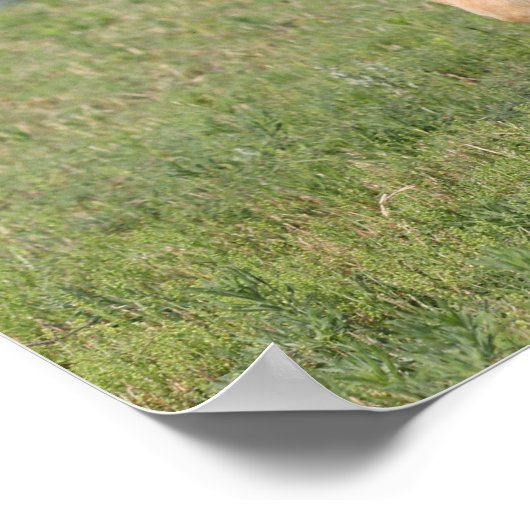 Bob Langrish | Miniature Foal Walking ポスター (角)