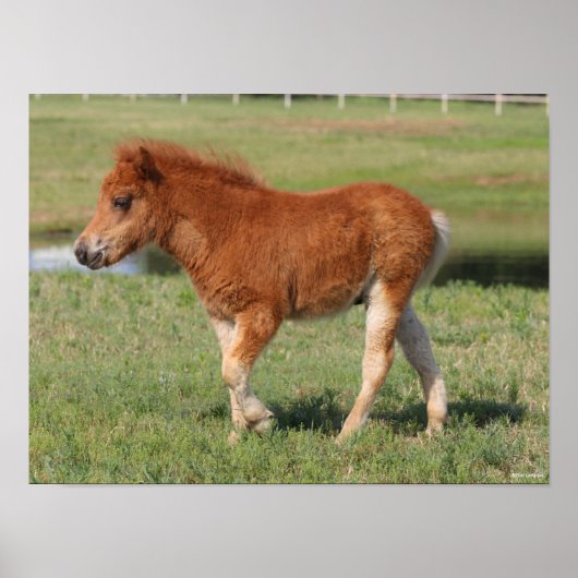 Bob Langrish | Miniature Foal Walking ポスター (正面)