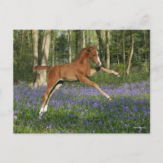 Bob Langrish | Morgan Foal Leaping With Bluebells ポストカード (正面)