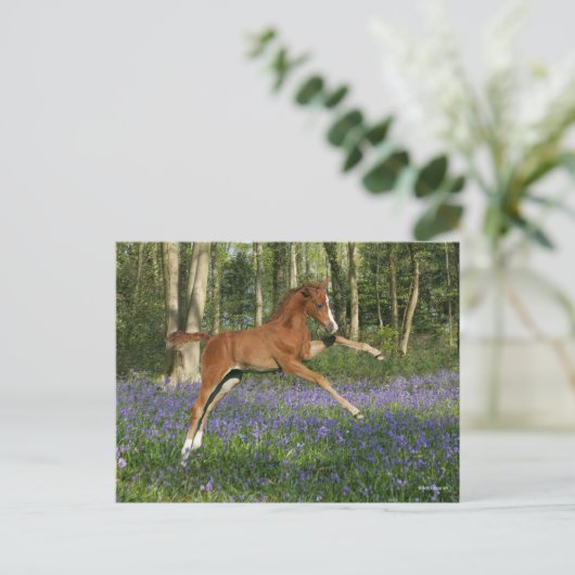 Bob Langrish | Morgan Foal Leaping With Bluebells ポストカード (スタンド正面)