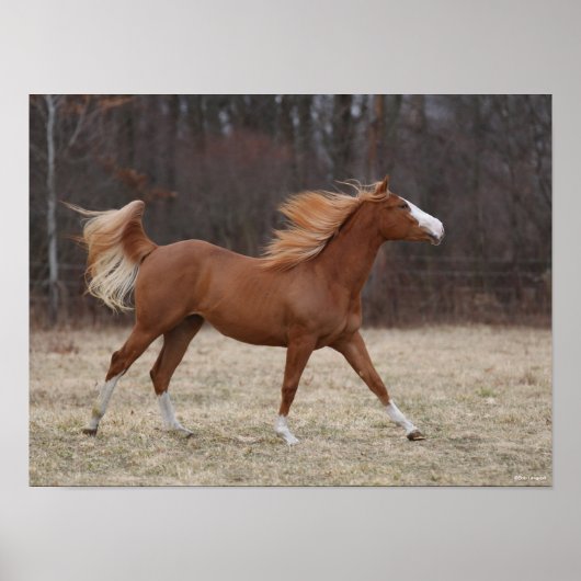 Bob Langrish | Overo Paint Horse Running ポスター (正面)