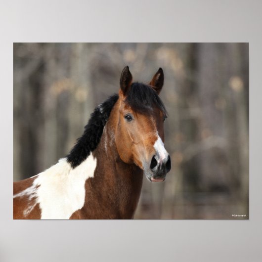 Bob Langrish | Paint Horse headshot ポスター (正面)