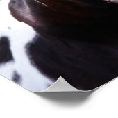 Bob Langrish | Paint Horse Stallion Flehmen ポスター (角)