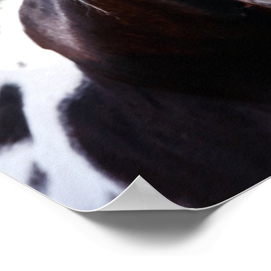 Bob Langrish | Paint Horse Stallion Flehmen ポスター (角)