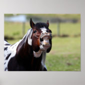 Bob Langrish | Paint Horse Stallion Flehmen ポスター (正面)