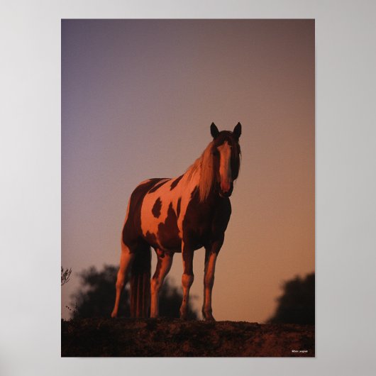 Bob Langrish | Paint Horse Standing at Sunset ポスター (正面)