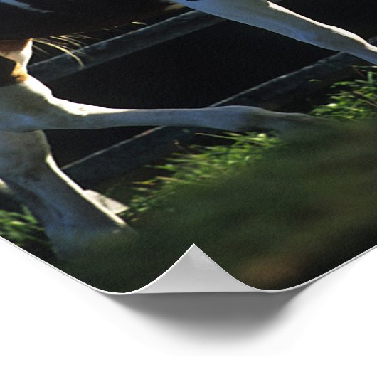 Bob Langrish | Paint Horse Walking Backlit Autumn ポスター (角)