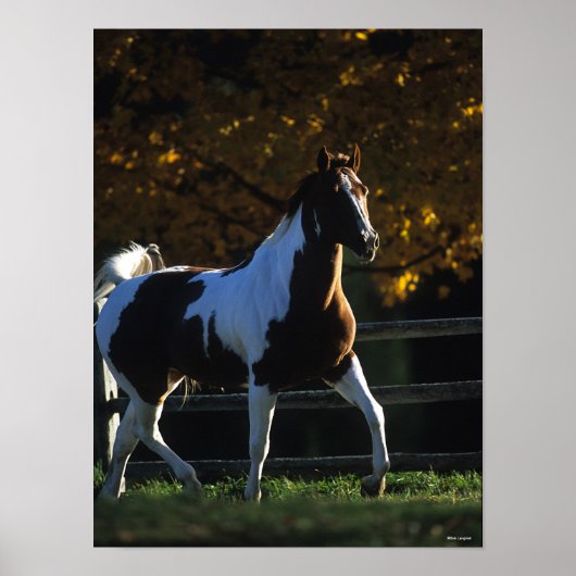 Bob Langrish | Paint Horse Walking Backlit Autumn ポスター (正面)