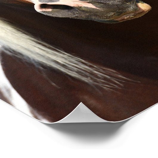 Bob Langrish | Paint Stallion Headshot ポスター (角)