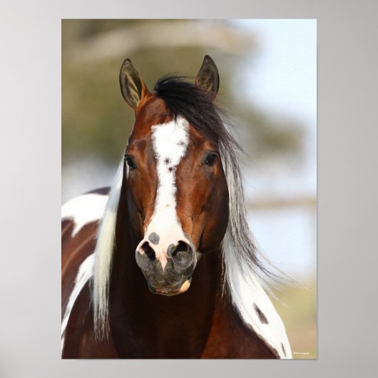 Bob Langrish | Paint Stallion Headshot ポスター (正面)