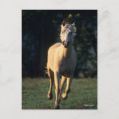 Bob Langrish | Palomino Horse Running Backlit ポストカード (正面)