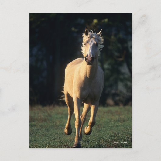 Bob Langrish | Palomino Horse Running Backlit ポストカード (正面)