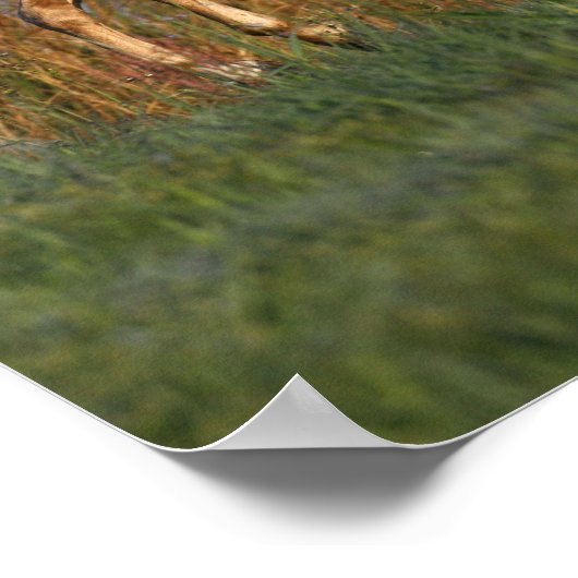 Bob Langrish | Palomino Lusitano Stallion Bucking ポスター (角)