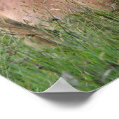 Bob Langrish | Palomino Shetland Standing In Grass ポスター (角)