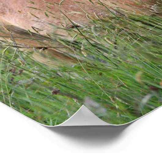 Bob Langrish | Palomino Shetland Standing In Grass ポスター (角)