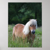 Bob Langrish | Palomino Shetland Standing In Grass ポスター (正面)