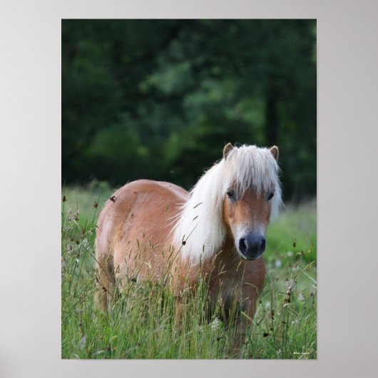 Bob Langrish | Palomino Shetland Standing In Grass ポスター (正面)
