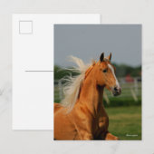 Bob Langrish | Palomino Tennesee Walker Headshot ポストカード (正面/裏面)