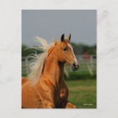 Bob Langrish | Palomino Tennesee Walker Headshot ポストカード (正面)