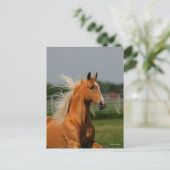 Bob Langrish | Palomino Tennesee Walker Headshot ポストカード (スタンド正面)