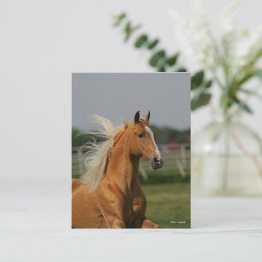 Bob Langrish | Palomino Tennesee Walker Headshot ポストカード (スタンド正面)