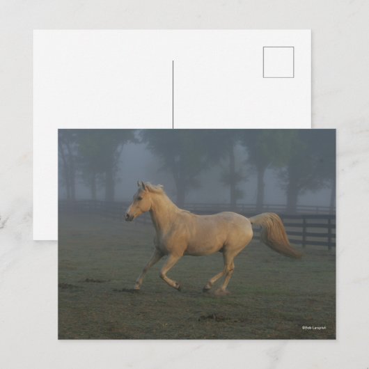 Bob Langrish | Palomino Tennessee Walker in Mist ポストカード (正面/裏面)