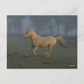 Bob Langrish | Palomino Tennessee Walker in Mist ポストカード (正面)