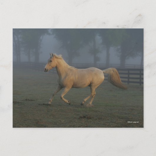 Bob Langrish | Palomino Tennessee Walker in Mist ポストカード (正面)