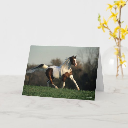 Bob Langrish | Pinto Arab Mane and Tail Flowing カード (黄色い花)