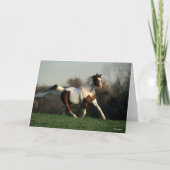 Bob Langrish | Pinto Arab Mane and Tail Flowing カード (正面)