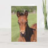 Bob Langrish | Quarter Horse Foal Headshot カード (正面)
