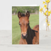 Bob Langrish | Quarter Horse Foal Headshot カード (黄色い花)