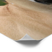 Bob Langrish | Quarter Horse Foal Headshot ポスター (角)