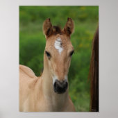 Bob Langrish | Quarter Horse Foal Headshot ポスター (正面)