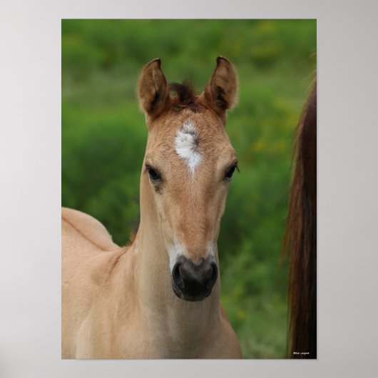 Bob Langrish | Quarter Horse Foal Headshot ポスター (正面)