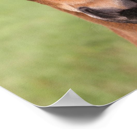 Bob Langrish | Quarter Horse Foal Headshot ポスター (角)