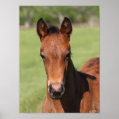 Bob Langrish | Quarter Horse Foal Headshot ポスター (正面)