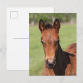 Bob Langrish | Quarter Horse Foal Headshot ポストカード (正面/裏面)