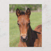 Bob Langrish | Quarter Horse Foal Headshot ポストカード (正面)