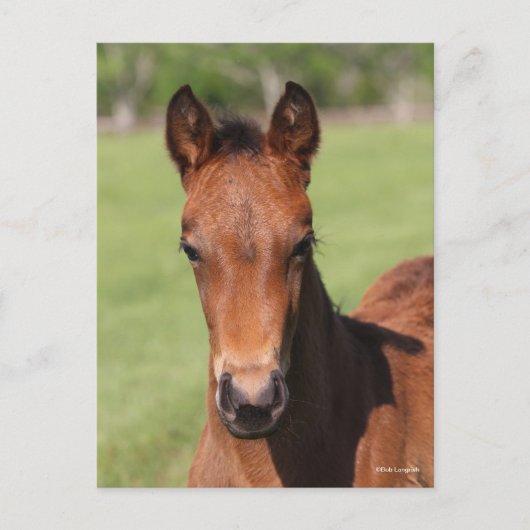 Bob Langrish | Quarter Horse Foal Headshot ポストカード (正面)