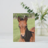 Bob Langrish | Quarter Horse Foal Headshot ポストカード (スタンド正面)