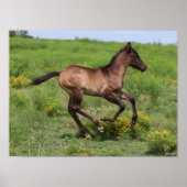 Bob Langrish | Quarter Horse Foal Running ポスター (正面)